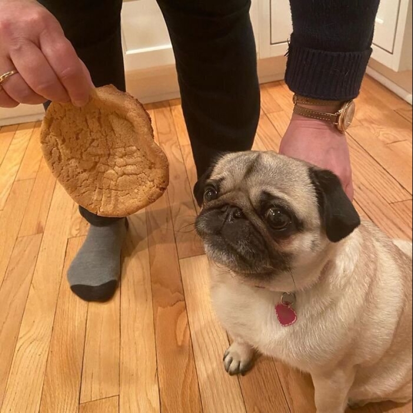 25 examples of quarantine baking, which failed