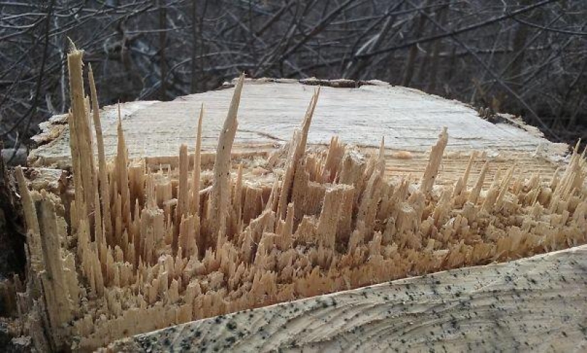 25 examples when nature has created beautiful works of art