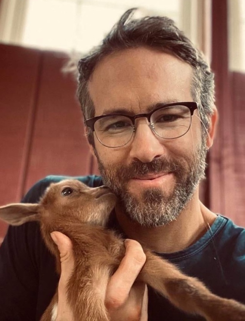 25 fluffy and cute proofs that baby goats can outshine kittens and puppies with their sweetness