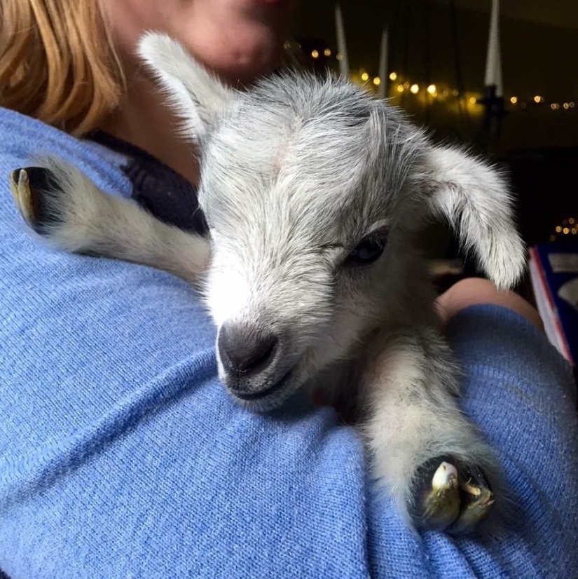 25 fluffy and cute proofs that baby goats can outshine kittens and puppies with their sweetness