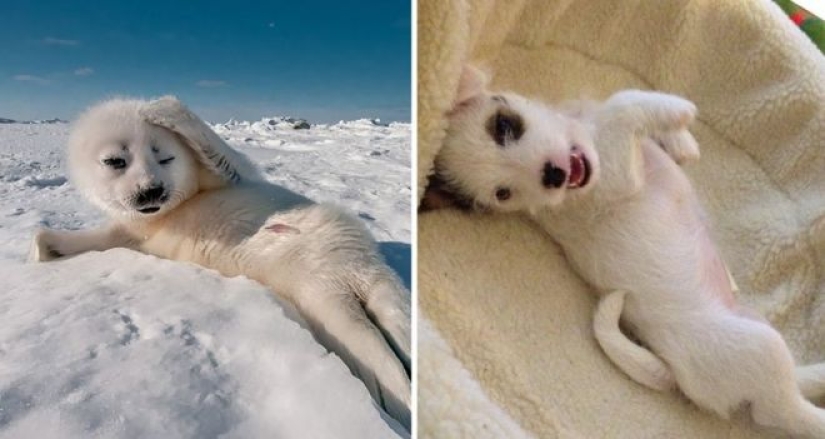25 fotos adorables que te convenza de que los perros y los sellos de los familiares 25 fotos adorables que te convenza de que los perros y los sellos de los familiares