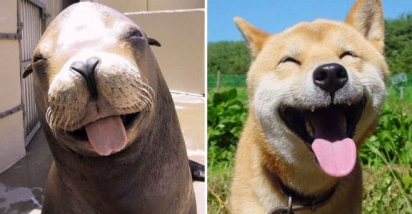 25 fotos adorables que te convenza de que los perros y los sellos de los familiares 25 fotos adorables que te convenza de que los perros y los sellos de los familiares