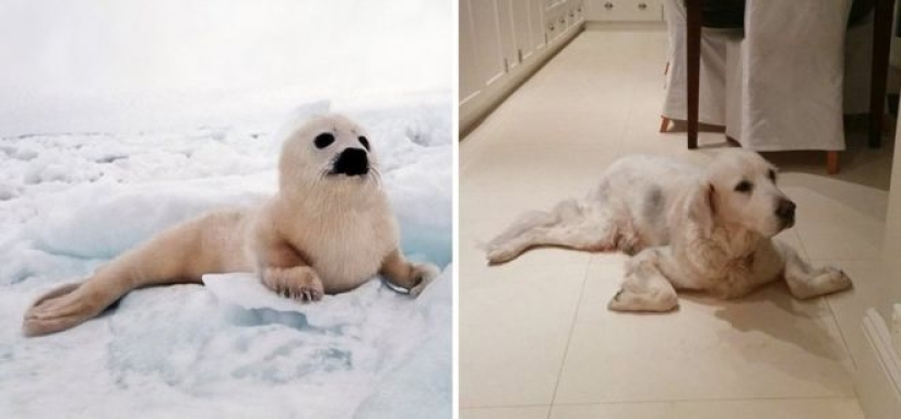 25 fotos adorables que te convenza de que los perros y los sellos de los familiares 25 fotos adorables que te convenza de que los perros y los sellos de los familiares