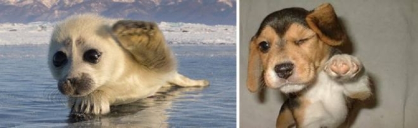 25 fotos adorables que te convenza de que los perros y los sellos de los familiares 25 fotos adorables que te convenza de que los perros y los sellos de los familiares