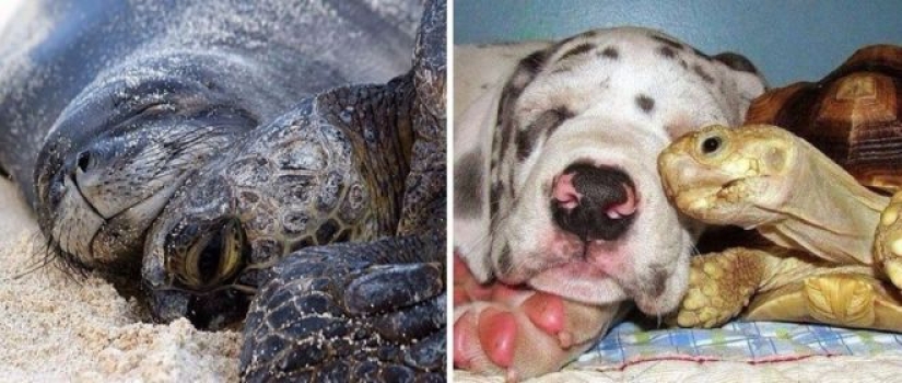 25 fotos adorables que te convenza de que los perros y los sellos de los familiares 25 fotos adorables que te convenza de que los perros y los sellos de los familiares