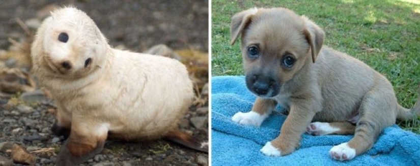 25 fotos adorables que te convenza de que los perros y los sellos de los familiares 25 fotos adorables que te convenza de que los perros y los sellos de los familiares