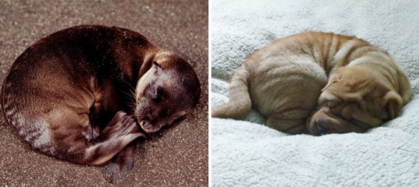 25 fotos adorables que te convenza de que los perros y los sellos de los familiares 25 fotos adorables que te convenza de que los perros y los sellos de los familiares