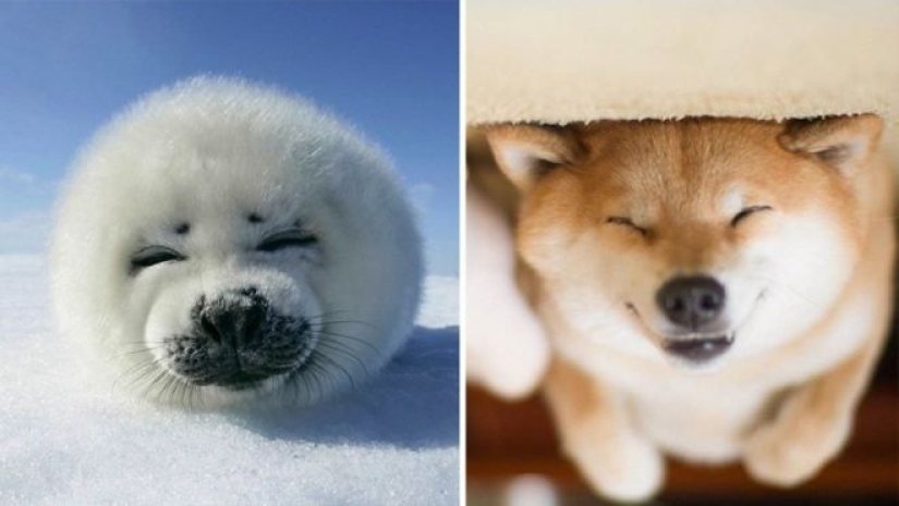 25 fotos adorables que te convenza de que los perros y los sellos de los familiares 25 fotos adorables que te convenza de que los perros y los sellos de los familiares