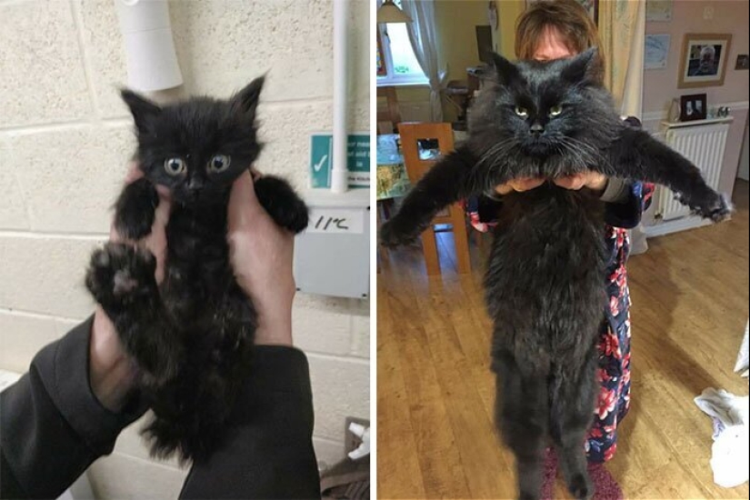 25 fotos de gatos antes y después de que fueron recogidos de la calle