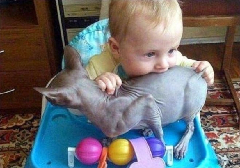 25 fotos divertidas de la serie "Si está tranquilo en la guardería, ¡empieza a preocuparte!" 25 fotos divertidas de la serie "Si está tranquilo en la guardería, ¡empieza a preocuparte!"