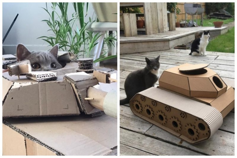25 fotos divertidas de gatos en tanques de cartón que capturaron las redes sociales