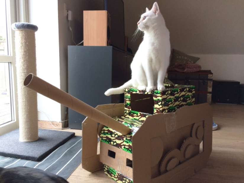 25 fotos divertidas de gatos en tanques de cartón que capturaron las redes sociales