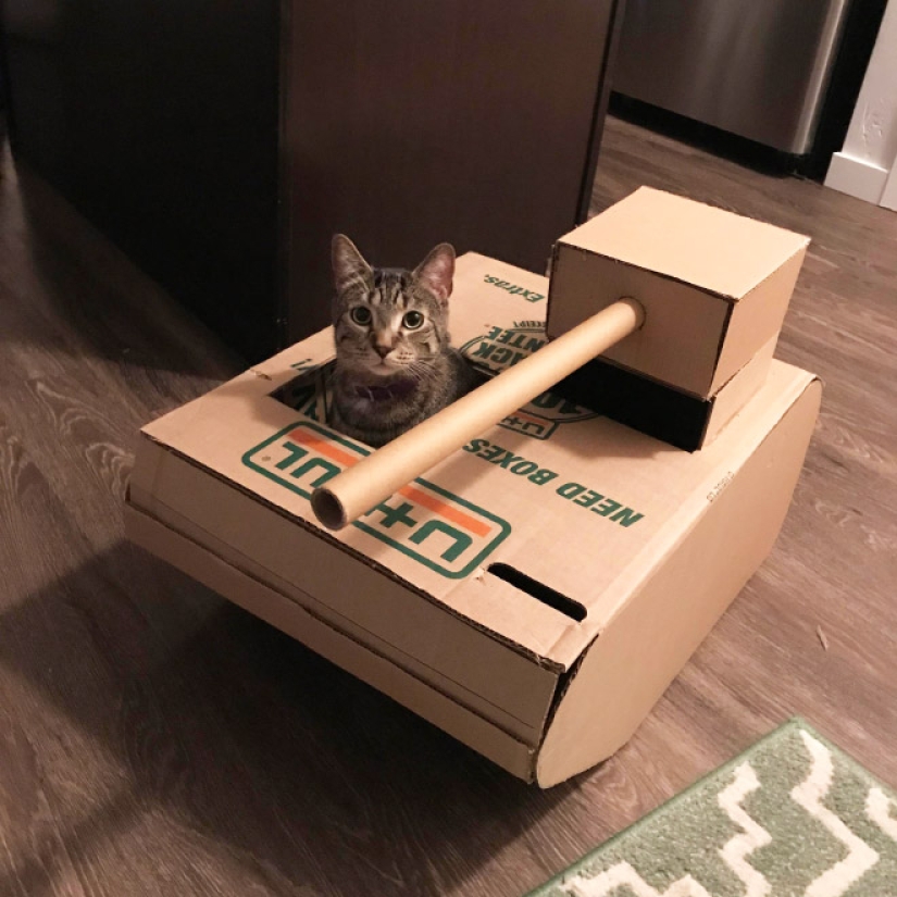 25 fotos divertidas de gatos en tanques de cartón que capturaron las redes sociales
