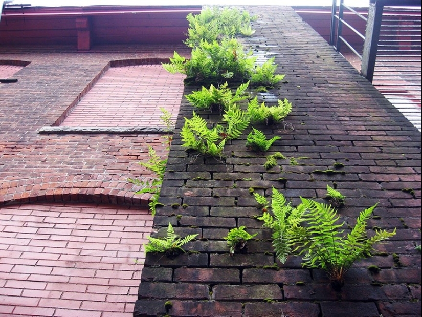 25 fotos que la naturaleza es la más fuerte 25 fotos que la naturaleza es la más fuerte