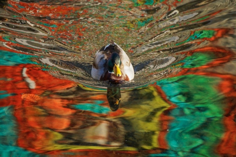 25 fotos que vas a tener que mirar dos veces