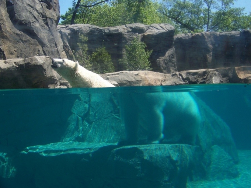 25 fotos que vas a tener que mirar dos veces
