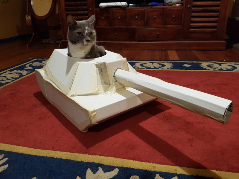 25 funny photos of cats in cardboard tanks that captured social networks