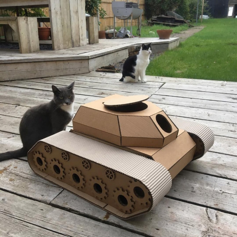 25 funny photos of cats in cardboard tanks that captured social networks