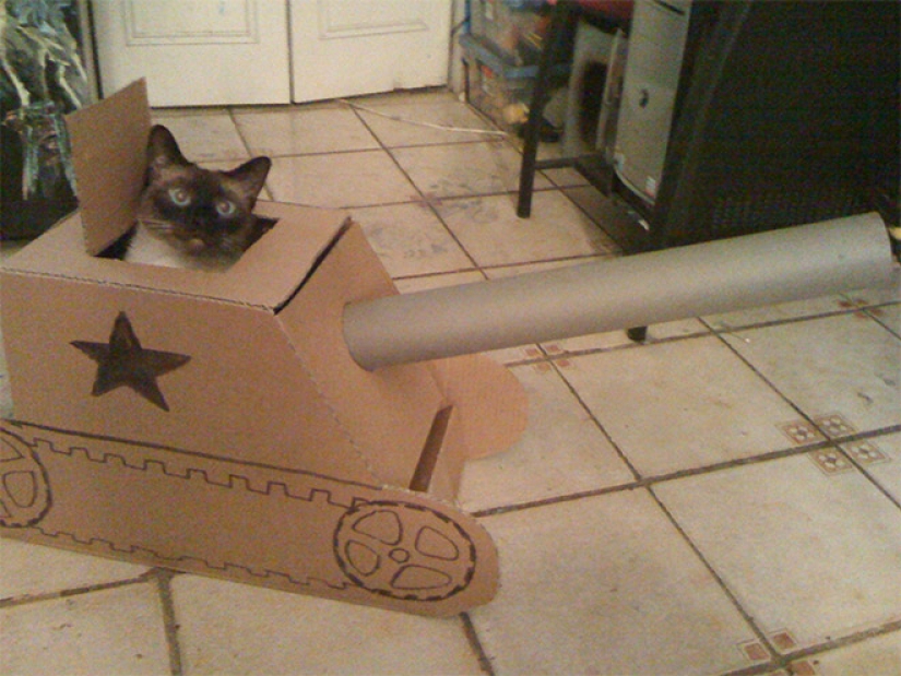 25 funny photos of cats in cardboard tanks that captured social networks
