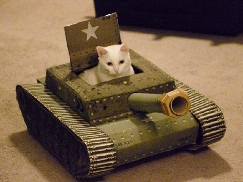 25 funny photos of cats in cardboard tanks that captured social networks