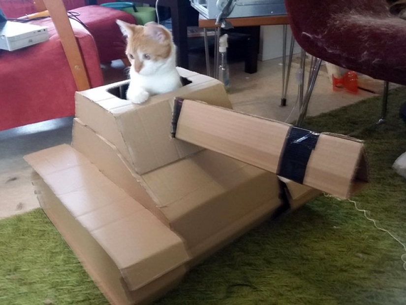 25 funny photos of cats in cardboard tanks that captured social networks