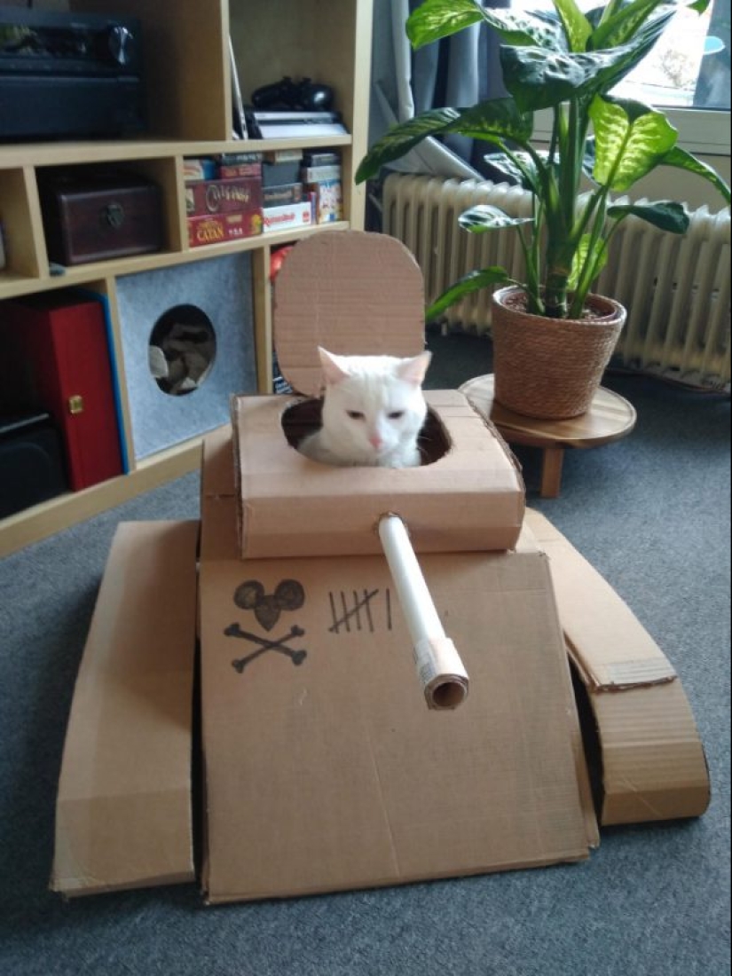 25 funny photos of cats in cardboard tanks that captured social networks