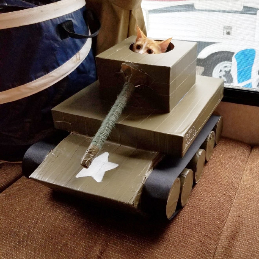 25 funny photos of cats in cardboard tanks that captured social networks