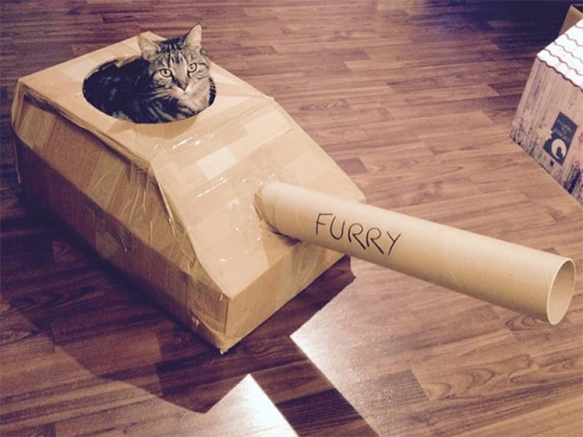 25 funny photos of cats in cardboard tanks that captured social networks