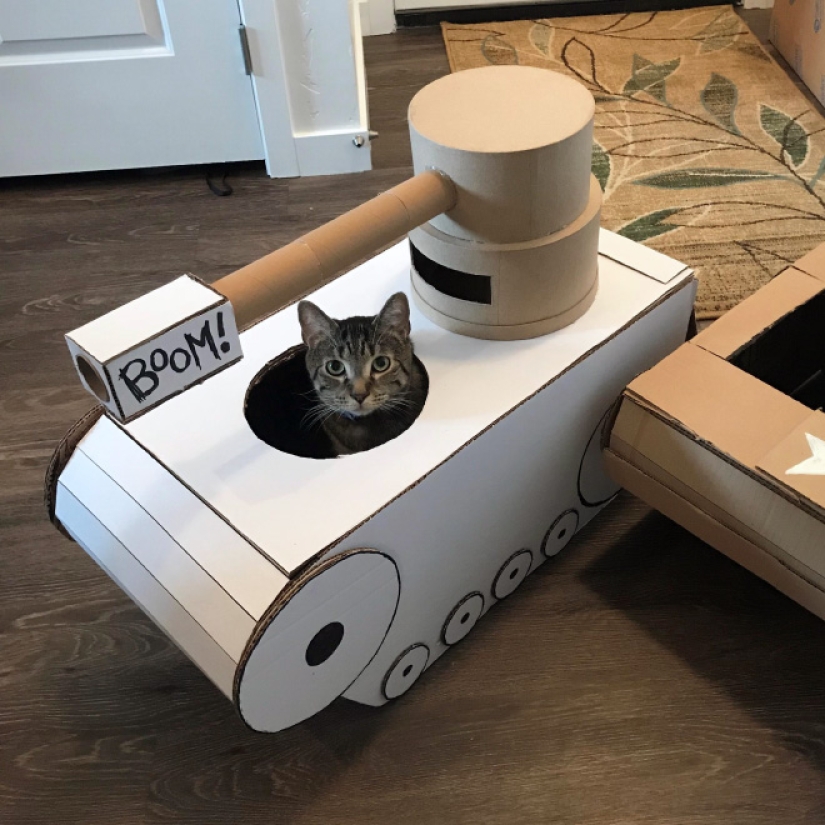 25 funny photos of cats in cardboard tanks that captured social networks
