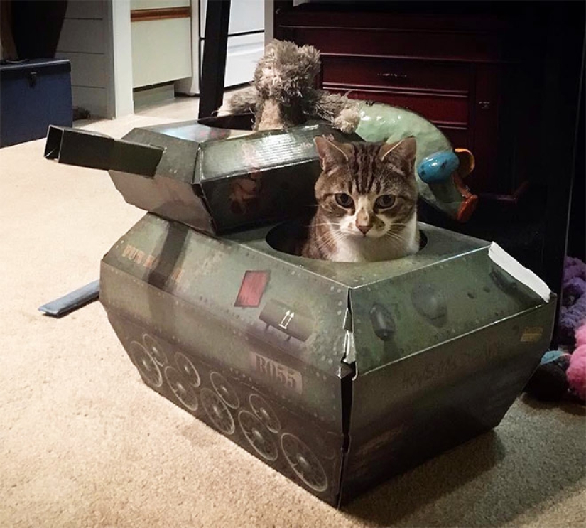 25 funny photos of cats in cardboard tanks that captured social networks