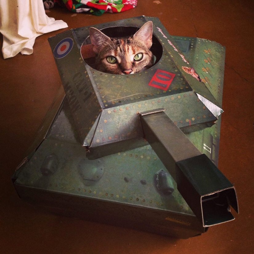 25 funny photos of cats in cardboard tanks that captured social networks