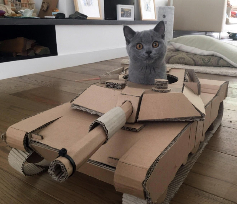 25 funny photos of cats in cardboard tanks that captured social networks