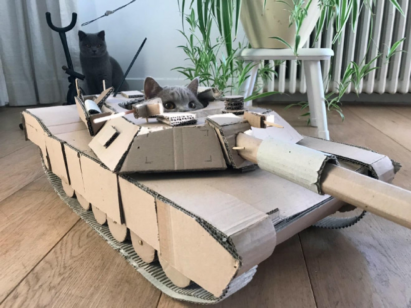 25 funny photos of cats in cardboard tanks that captured social networks