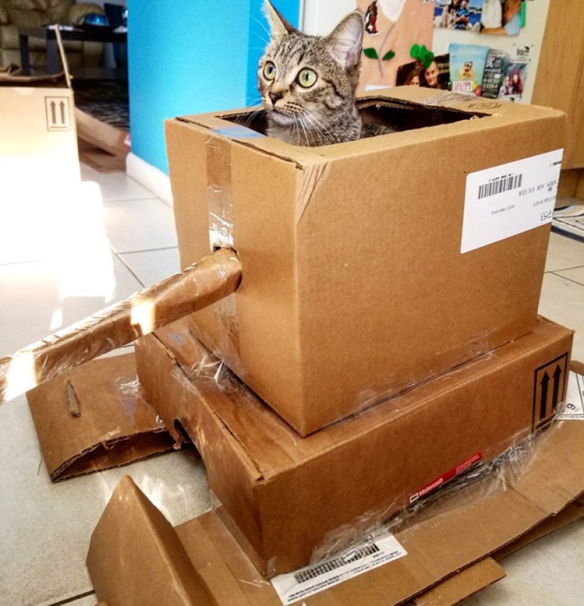25 funny photos of cats in cardboard tanks that captured social networks