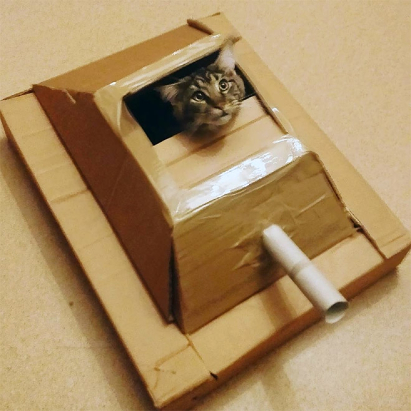 25 funny photos of cats in cardboard tanks that captured social networks