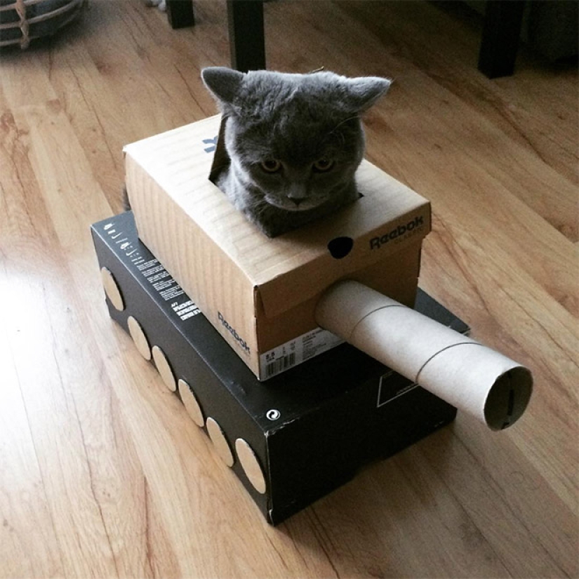 25 funny photos of cats in cardboard tanks that captured social networks