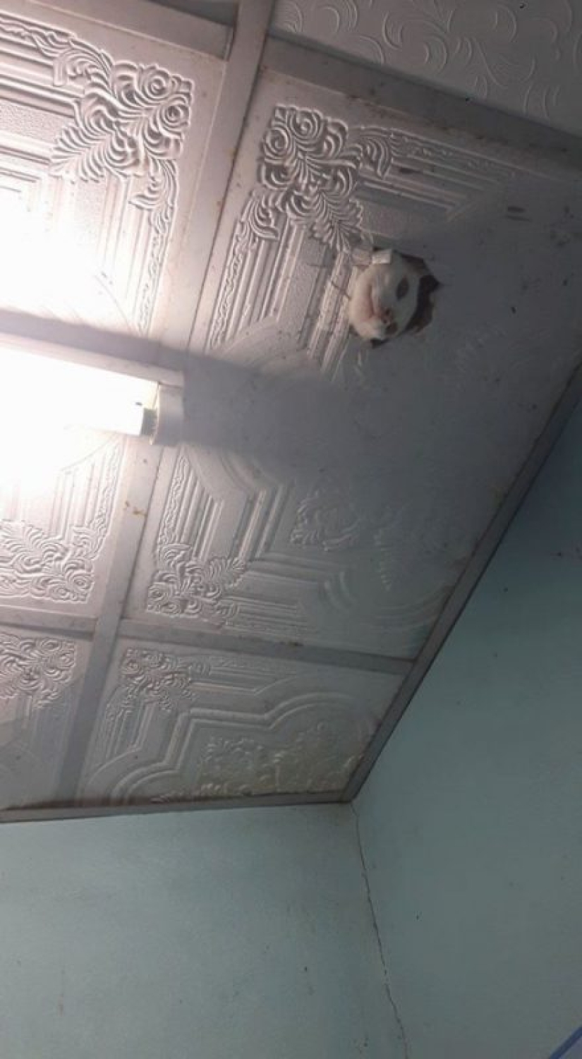 25 inocente cosas que casi causa un ataque al corazón 25 inocente cosas que casi causa un ataque al corazón