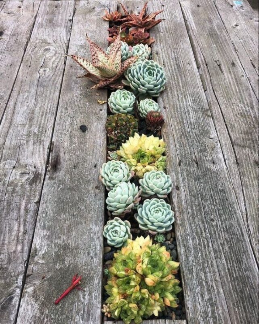 25 mesas con "jardines" de suculentas 25 mesas con "jardines" de suculentas