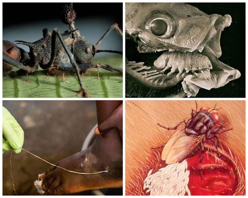 25 Most Unusual and Dangerous Parasites 25 Most Unusual and Dangerous Parasites