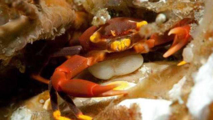 25 Most Unusual and Dangerous Parasites 25 Most Unusual and Dangerous Parasites