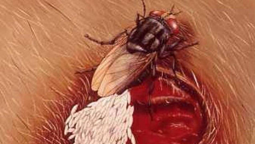 25 Most Unusual and Dangerous Parasites 25 Most Unusual and Dangerous Parasites