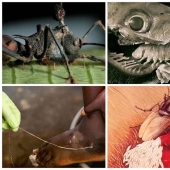 25 Most Unusual and Dangerous Parasites