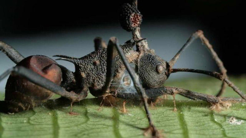 25 Most Unusual and Dangerous Parasites 25 Most Unusual and Dangerous Parasites