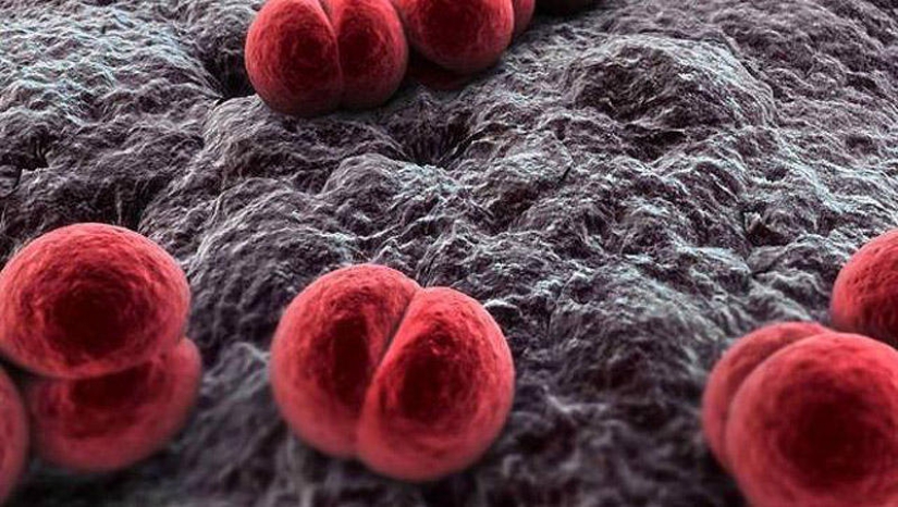 25 Most Unusual and Dangerous Parasites 25 Most Unusual and Dangerous Parasites