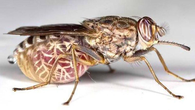 25 Most Unusual and Dangerous Parasites 25 Most Unusual and Dangerous Parasites