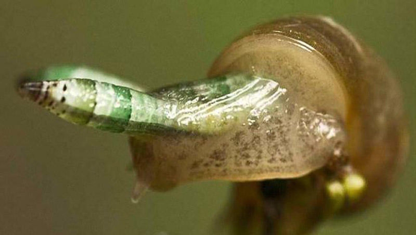 25 Most Unusual and Dangerous Parasites 25 Most Unusual and Dangerous Parasites