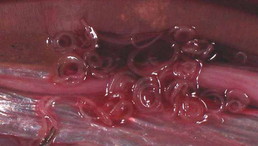 25 Most Unusual and Dangerous Parasites 25 Most Unusual and Dangerous Parasites