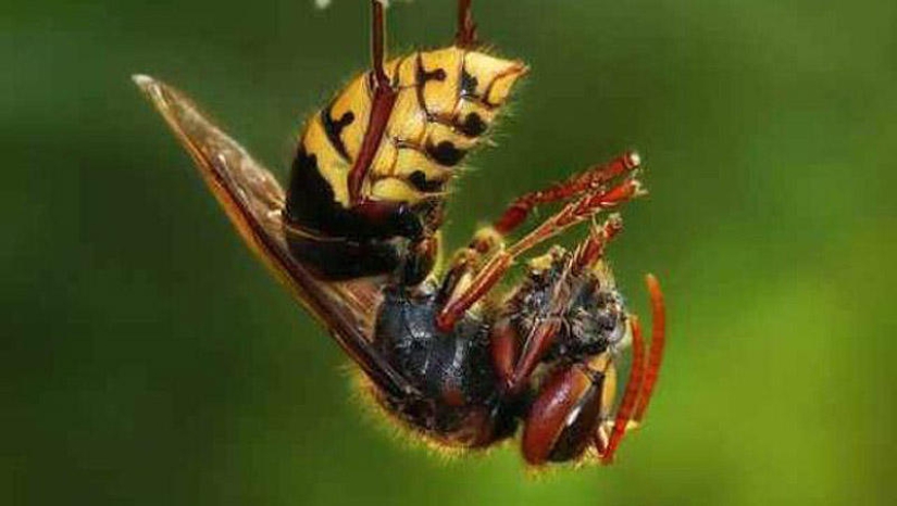 25 Most Unusual and Dangerous Parasites 25 Most Unusual and Dangerous Parasites