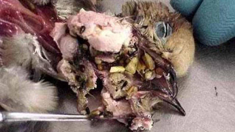 25 Most Unusual and Dangerous Parasites 25 Most Unusual and Dangerous Parasites