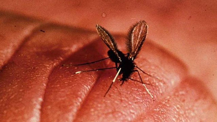 25 Most Unusual and Dangerous Parasites 25 Most Unusual and Dangerous Parasites
